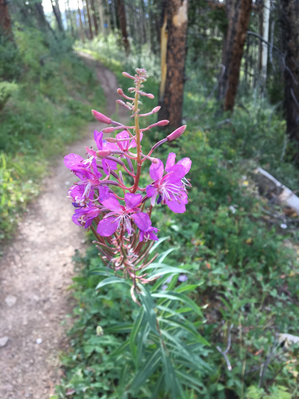 Running to Smell the&nbsp;Roses