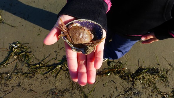 Connor the Crab