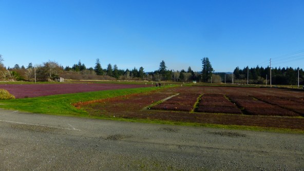 Cranberry Farm